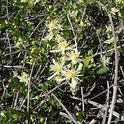 clematis ligusticifolia